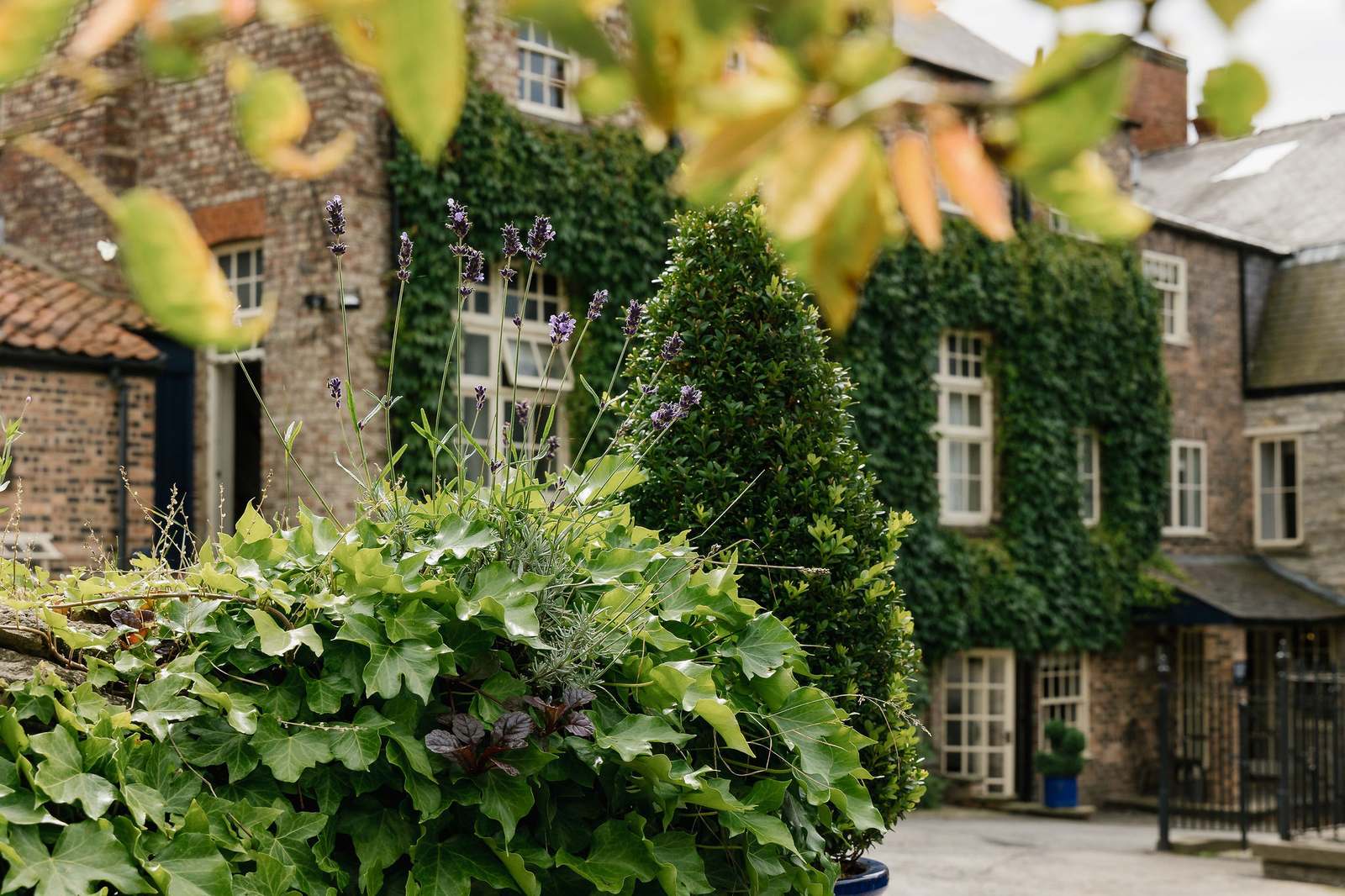 Garden and lavender at The White Swan Inn, Pickering